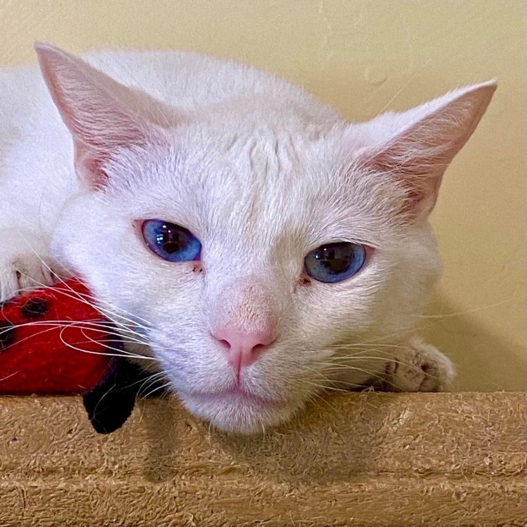 Snowburst, an adoptable Domestic Short Hair in Tucson, AZ, 85711 | Photo Image 6
