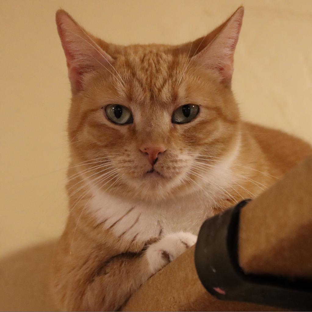 Creamsickle, an adoptable Domestic Short Hair in Tucson, AZ, 85711 | Photo Image 1