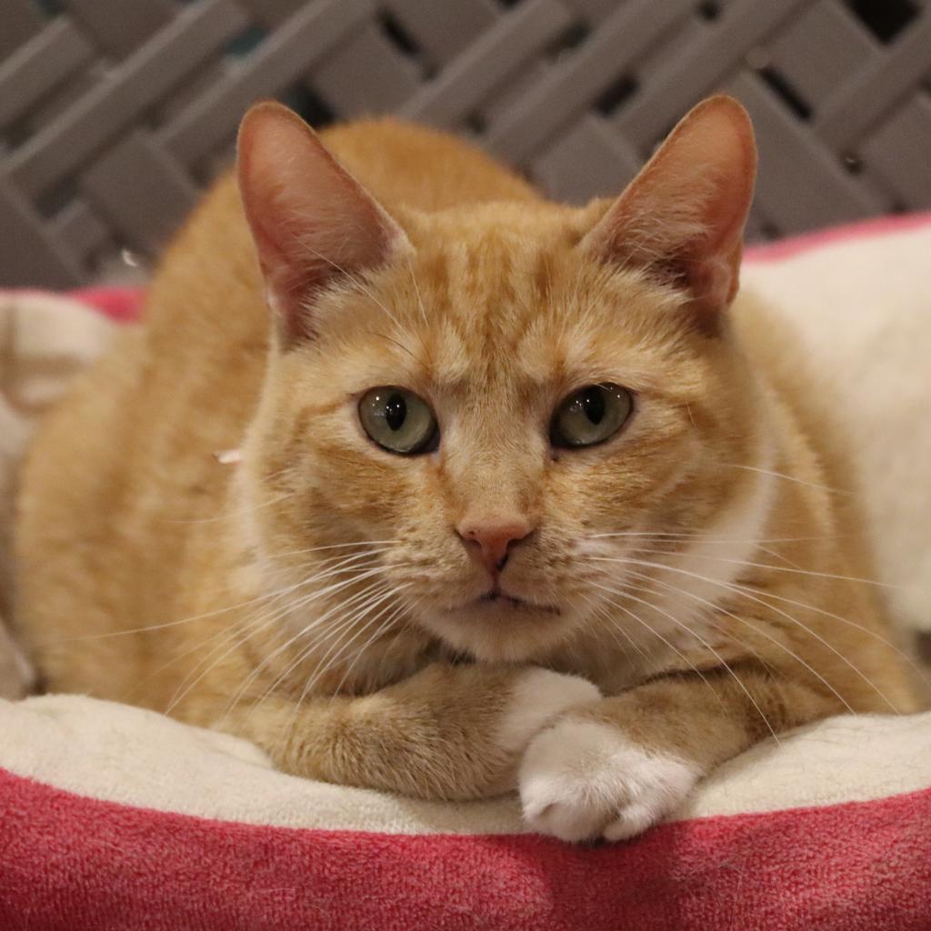 Creamsickle, an adoptable Domestic Short Hair in Tucson, AZ, 85711 | Photo Image 2