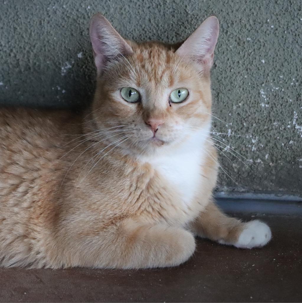 Creamsickle, an adoptable Domestic Short Hair in Tucson, AZ, 85711 | Photo Image 3