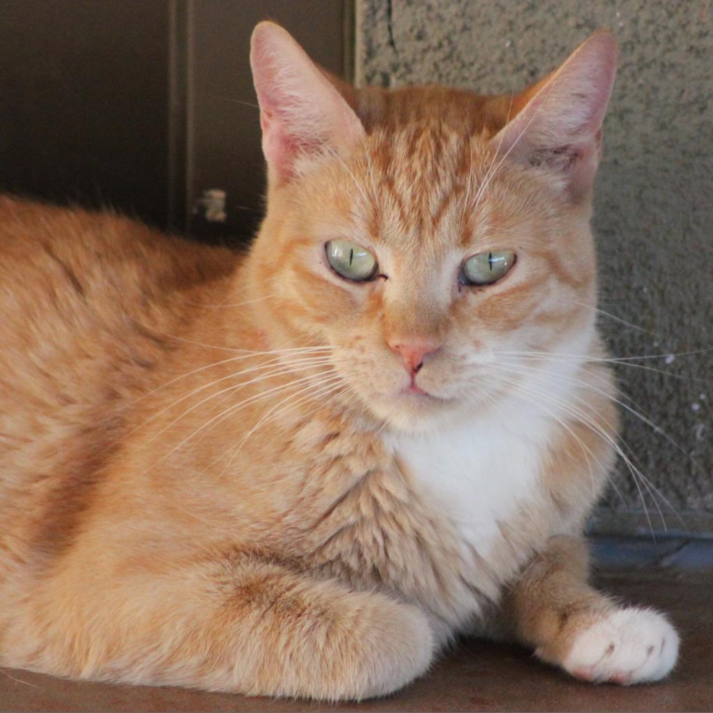 Creamsickle, an adoptable Domestic Short Hair in Tucson, AZ, 85711 | Photo Image 4