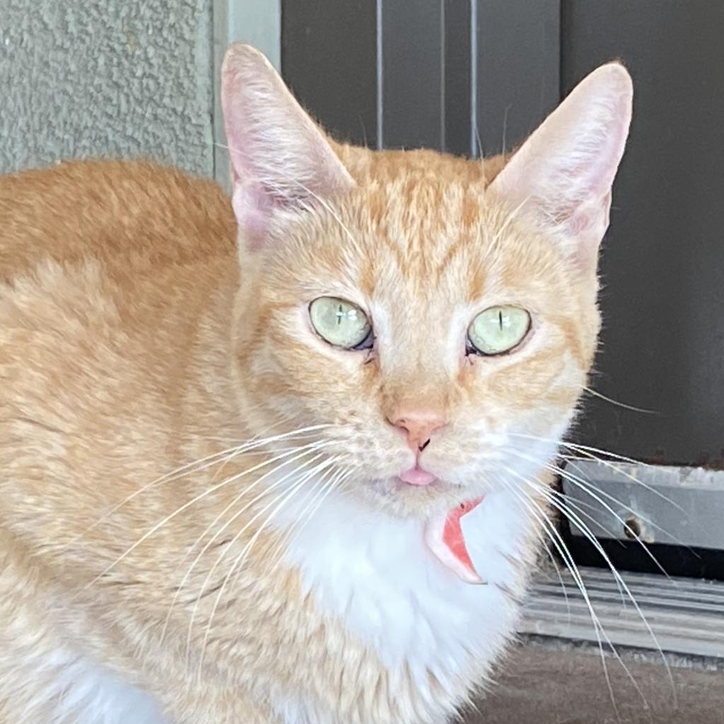 Creamsickle, an adoptable Domestic Short Hair in Tucson, AZ, 85711 | Photo Image 5