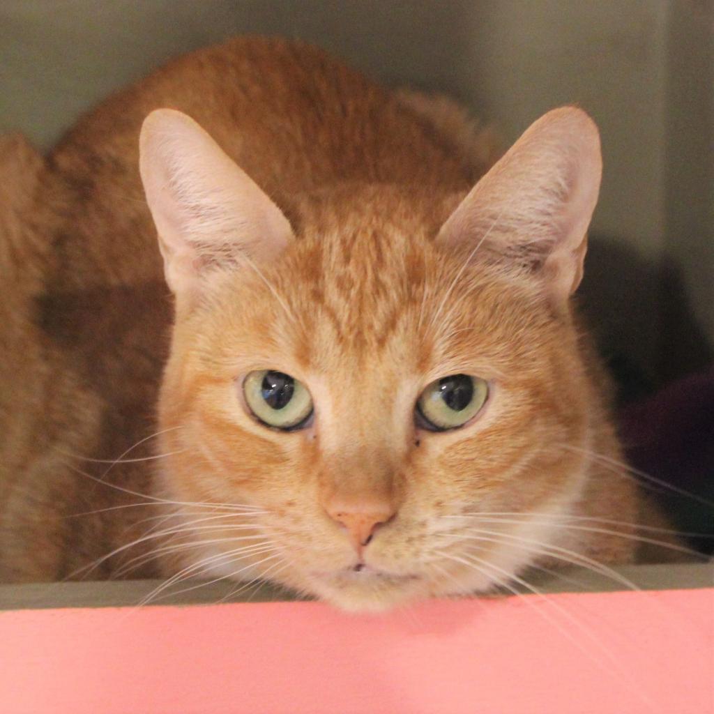 Creamsickle, an adoptable Domestic Short Hair in Tucson, AZ, 85711 | Photo Image 6