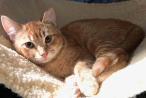 Prince aka Prince Harry is as sweet as he is handsome This handsome ginger 