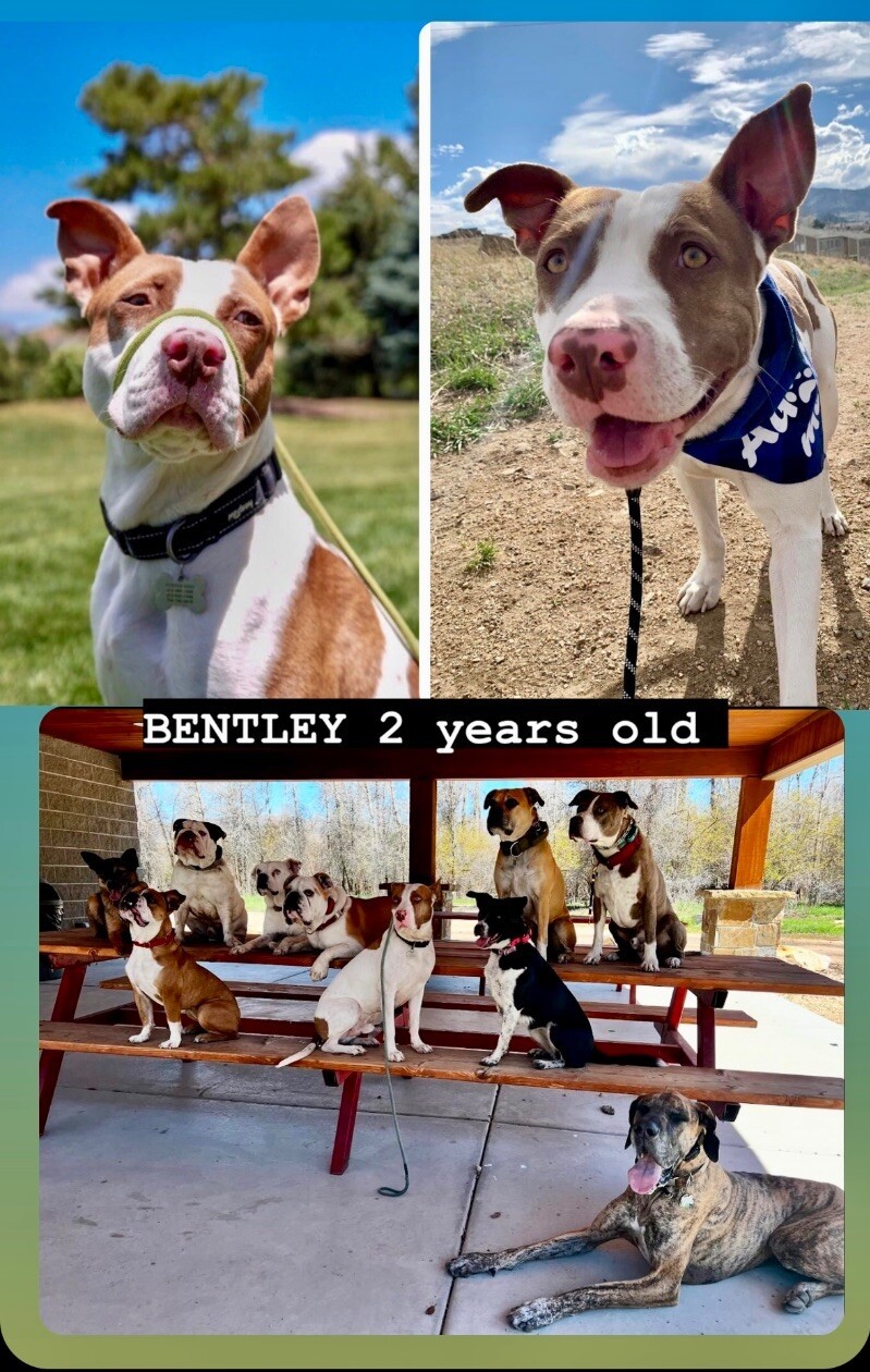 Bentley, an adoptable Pit Bull Terrier, American Staffordshire Terrier in Salt Lake City, UT, 84121 | Photo Image 1