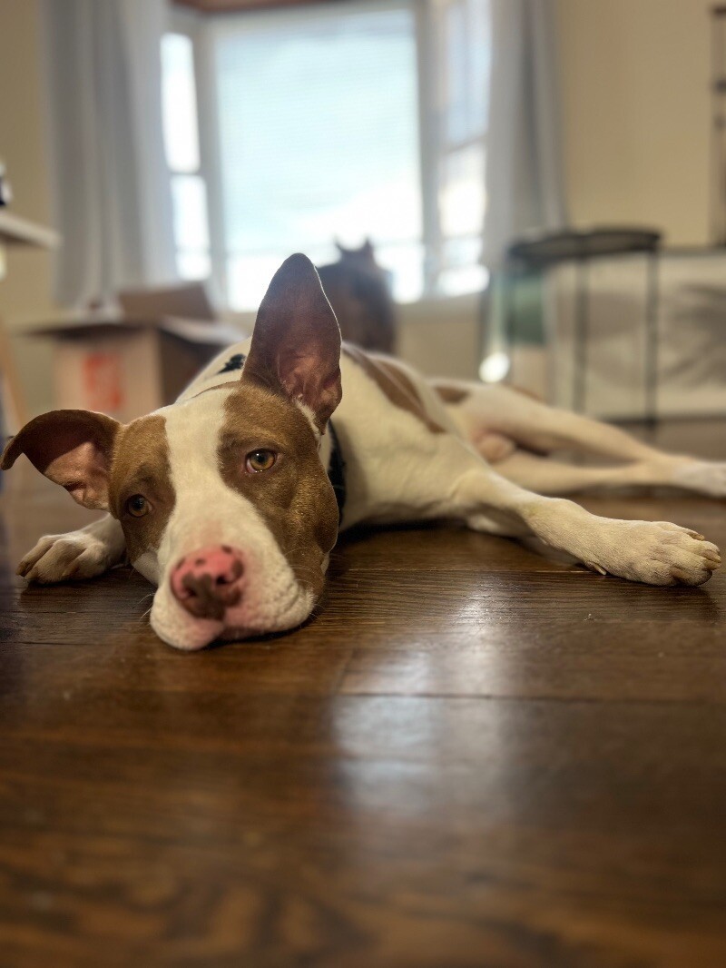 Bentley, an adoptable Pit Bull Terrier, American Staffordshire Terrier in Salt Lake City, UT, 84121 | Photo Image 1