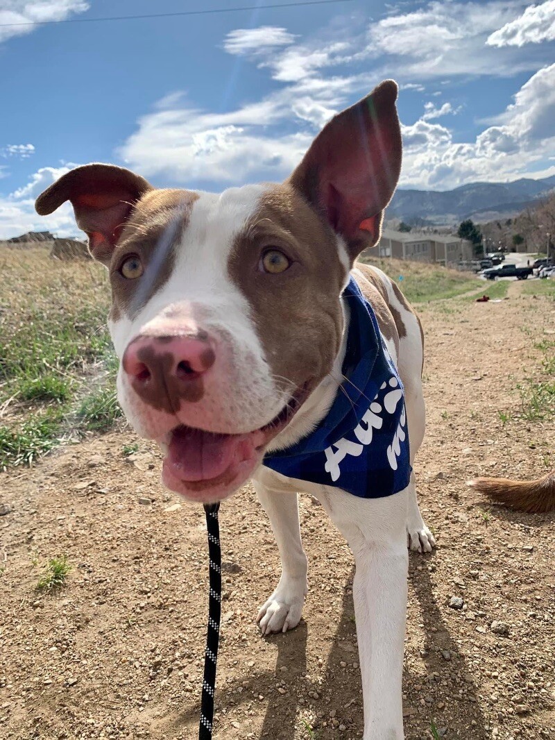 Bentley, an adoptable Pit Bull Terrier, American Staffordshire Terrier in Salt Lake City, UT, 84121 | Photo Image 14