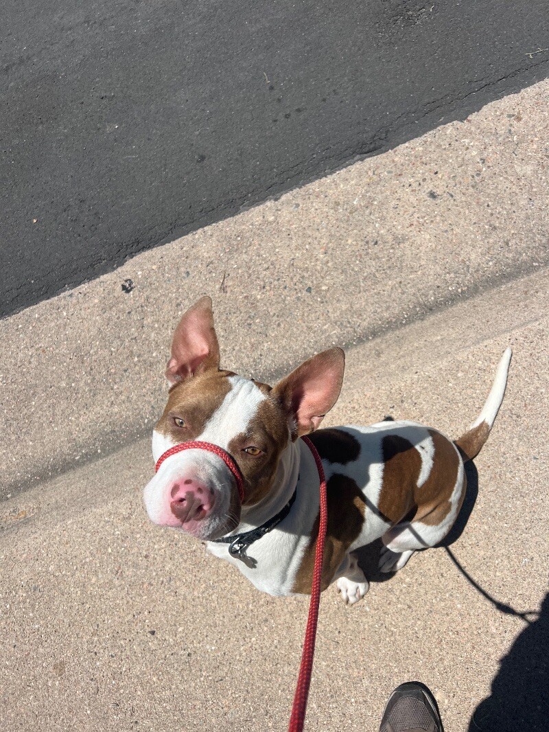 Bentley, an adoptable Pit Bull Terrier, American Staffordshire Terrier in Salt Lake City, UT, 84121 | Photo Image 15