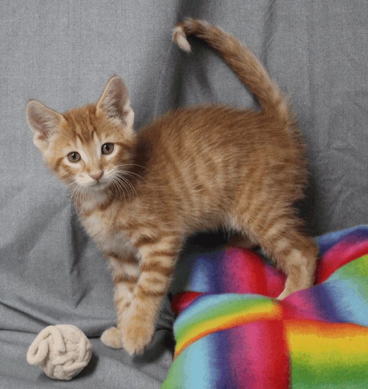 Doodle, an adoptable Domestic Short Hair in Neillsville, WI_image-2