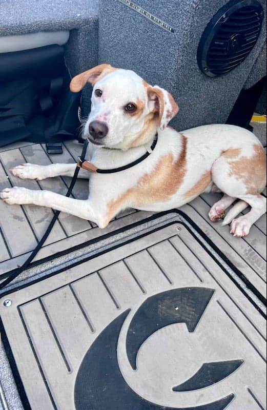 Beau *FOSTER HOME NEEDED*, an adoptable Rat Terrier, Labrador Retriever in Crystal, MN, 55428 | Photo Image 4