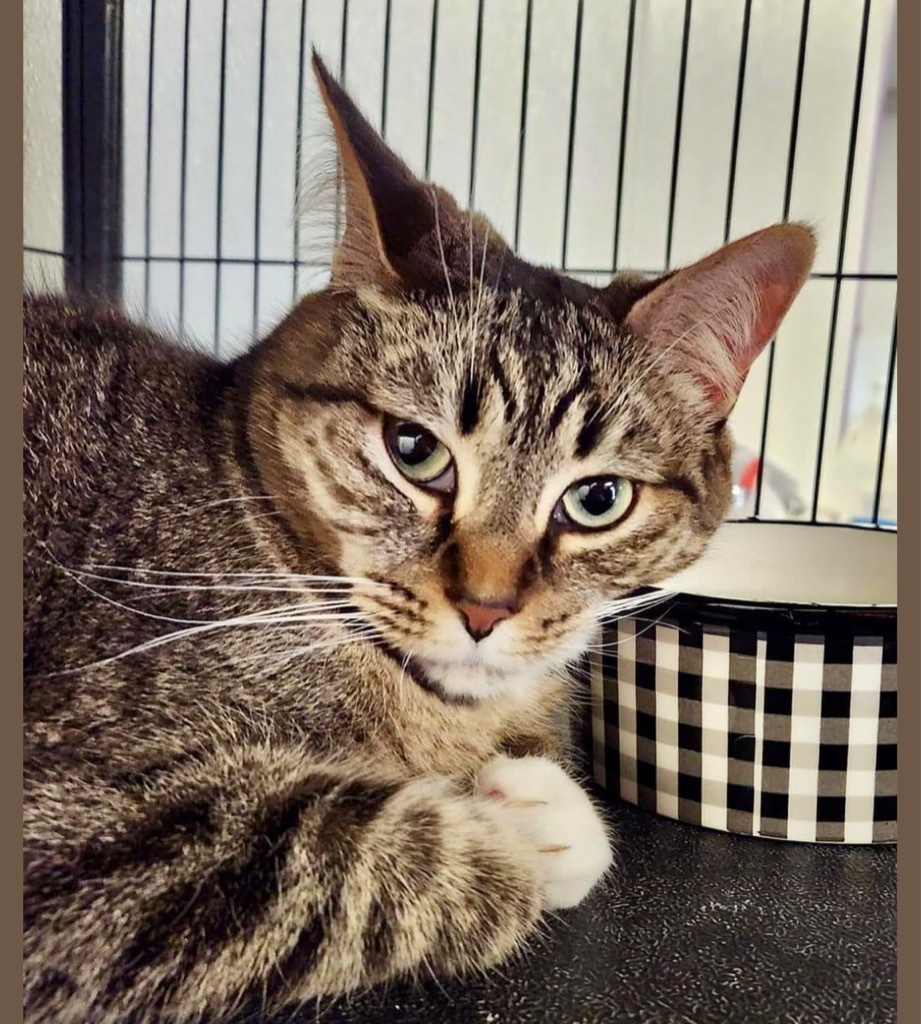 Baxter (Mindy), an adoptable Domestic Long Hair in Saginaw, MI, 48604 | Photo Image 1