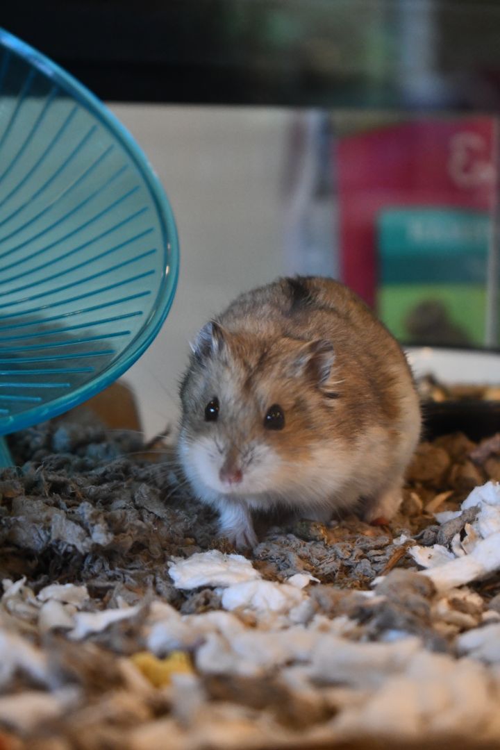Muffin, an adoptable Dwarf Hamster in Bellingham, WA_image-5