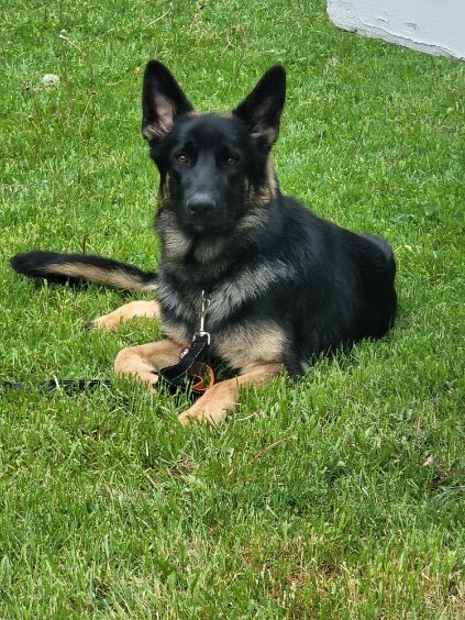 Rocky , an adoptable German Shepherd Dog in White Lake, MI_image-2