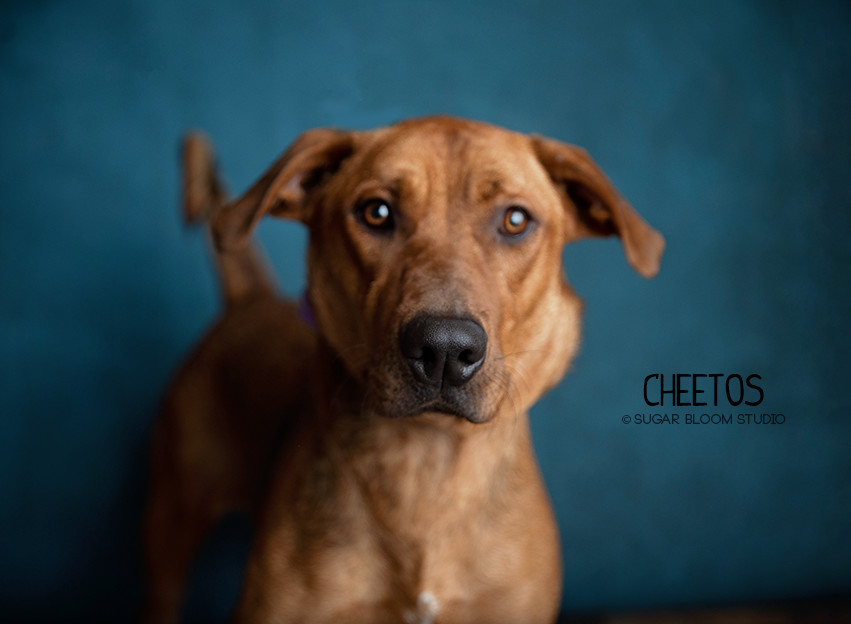 Cheetos, an adoptable Basset Hound, Labrador Retriever in Littleton, CO, 80126 | Photo Image 1