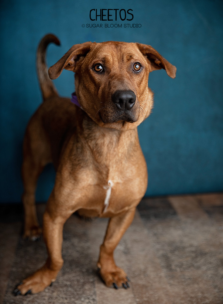 Cheetos, an adoptable Basset Hound, Labrador Retriever in Littleton, CO, 80126 | Photo Image 2