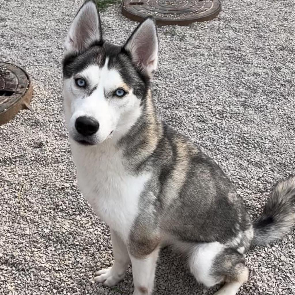 Codi, an adoptable Husky in Eufaula, OK, 74432 | Photo Image 1