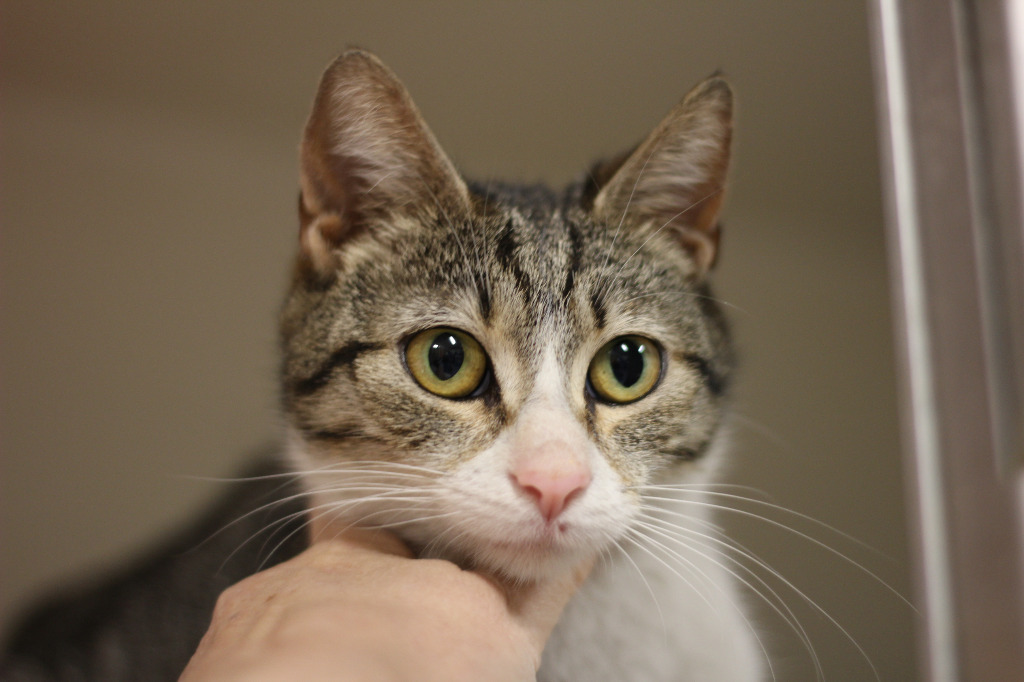 Hannah (sponsored), an adoptable Domestic Short Hair in Rockford, IL, 61126 | Photo Image 2