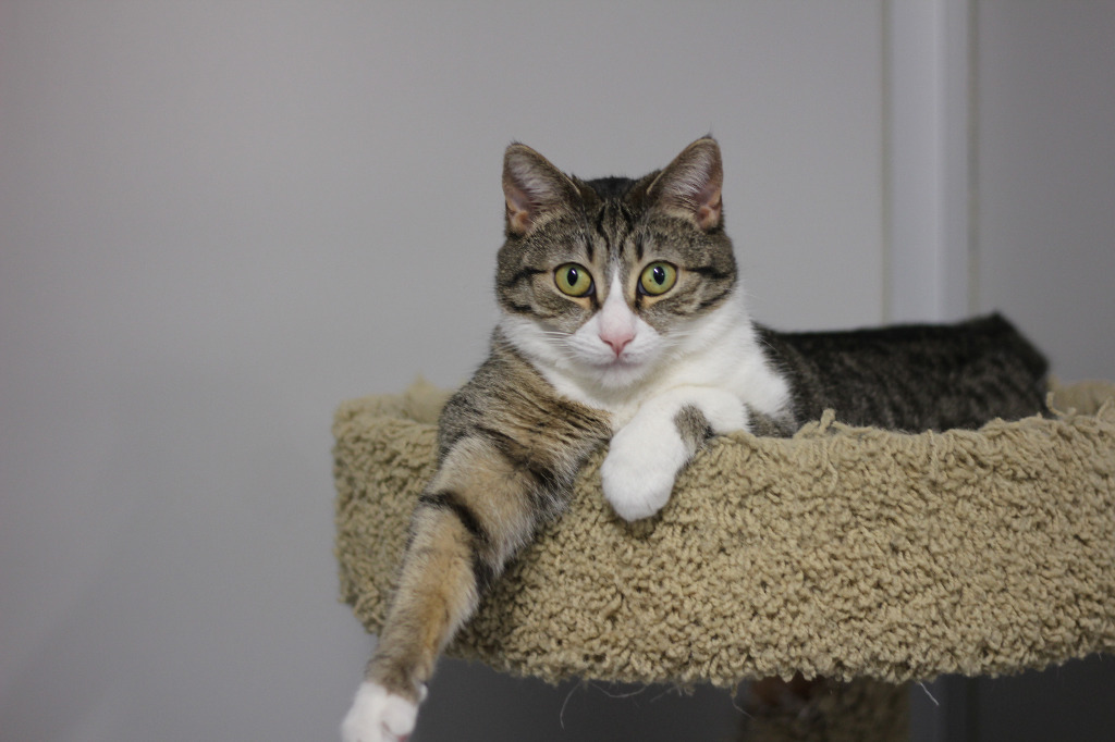 Hannah (sponsored), an adoptable Domestic Short Hair in Rockford, IL, 61126 | Photo Image 4