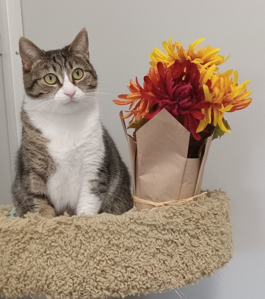 Hannah (sponsored), an adoptable Domestic Short Hair in Rockford, IL, 61126 | Photo Image 4