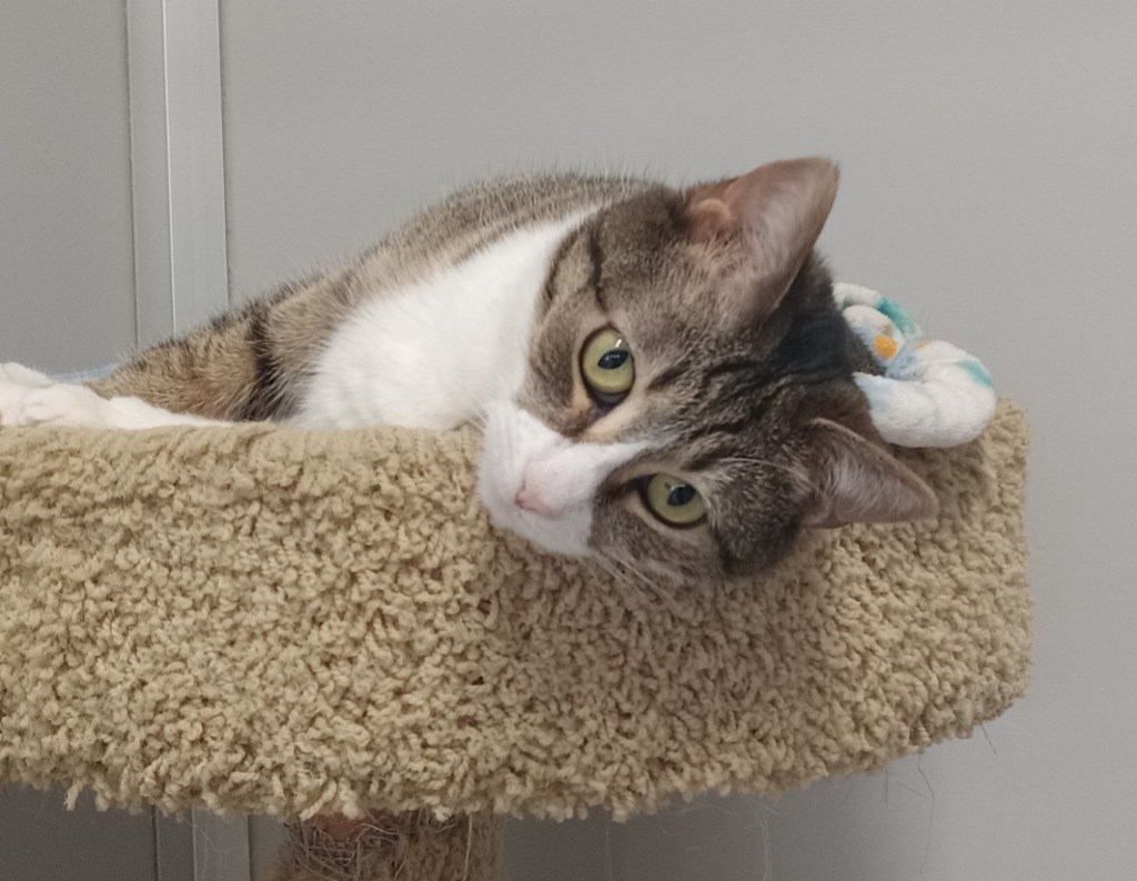 Hannah (sponsored), an adoptable Domestic Short Hair in Rockford, IL, 61126 | Photo Image 6