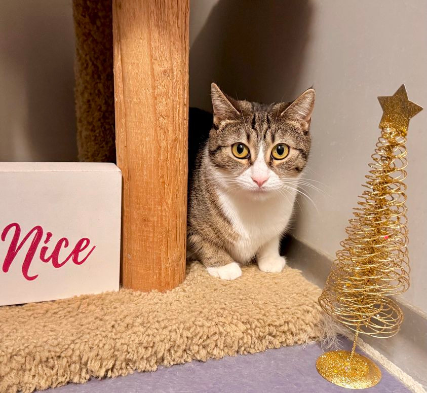 Hannah (sponsored), an adoptable Domestic Short Hair in Rockford, IL, 61126 | Photo Image 8