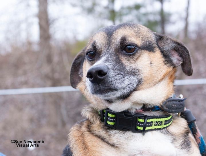 Davey, an adoptable Mixed Breed in Shorewood, IL_image-1