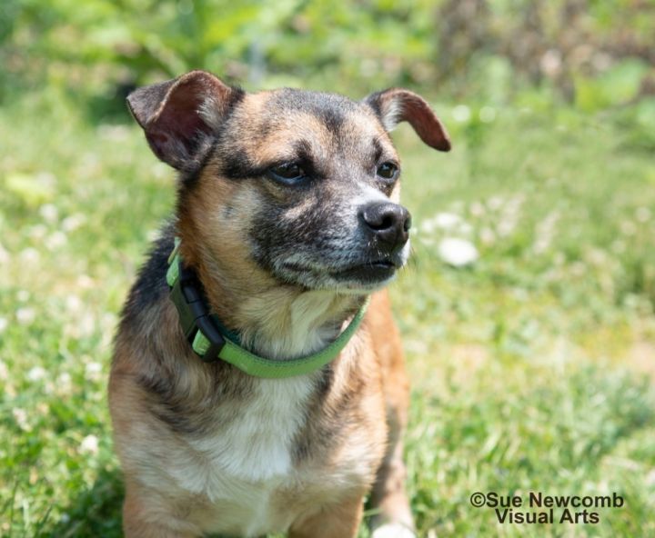 Davey, an adoptable Mixed Breed in Shorewood, IL_image-2