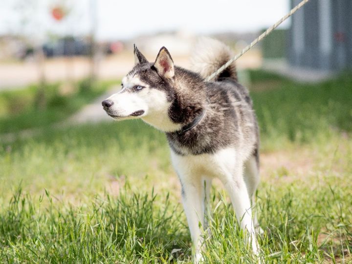 Blu, an adoptable Husky in Wantagh, NY_image-6