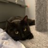 Casper & Salem (Bonded Pair)
