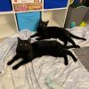 Casper & Salem (Bonded Pair)