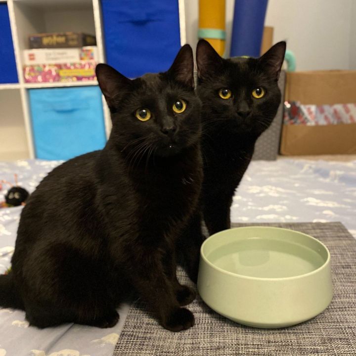Casper & Salem (Bonded Pair) 1