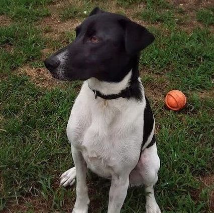 Winston, an adoptable Pointer Mix in Frederick, CO_image-4