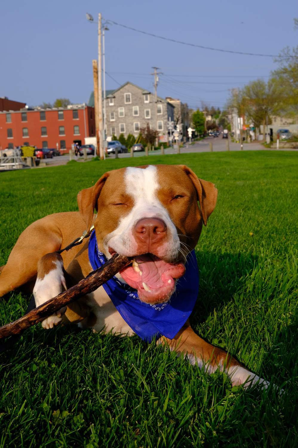 Blue -- Courtesy Post, an adoptable Pit Bull Terrier in Montpelier, VT, 05602 | Photo Image 1