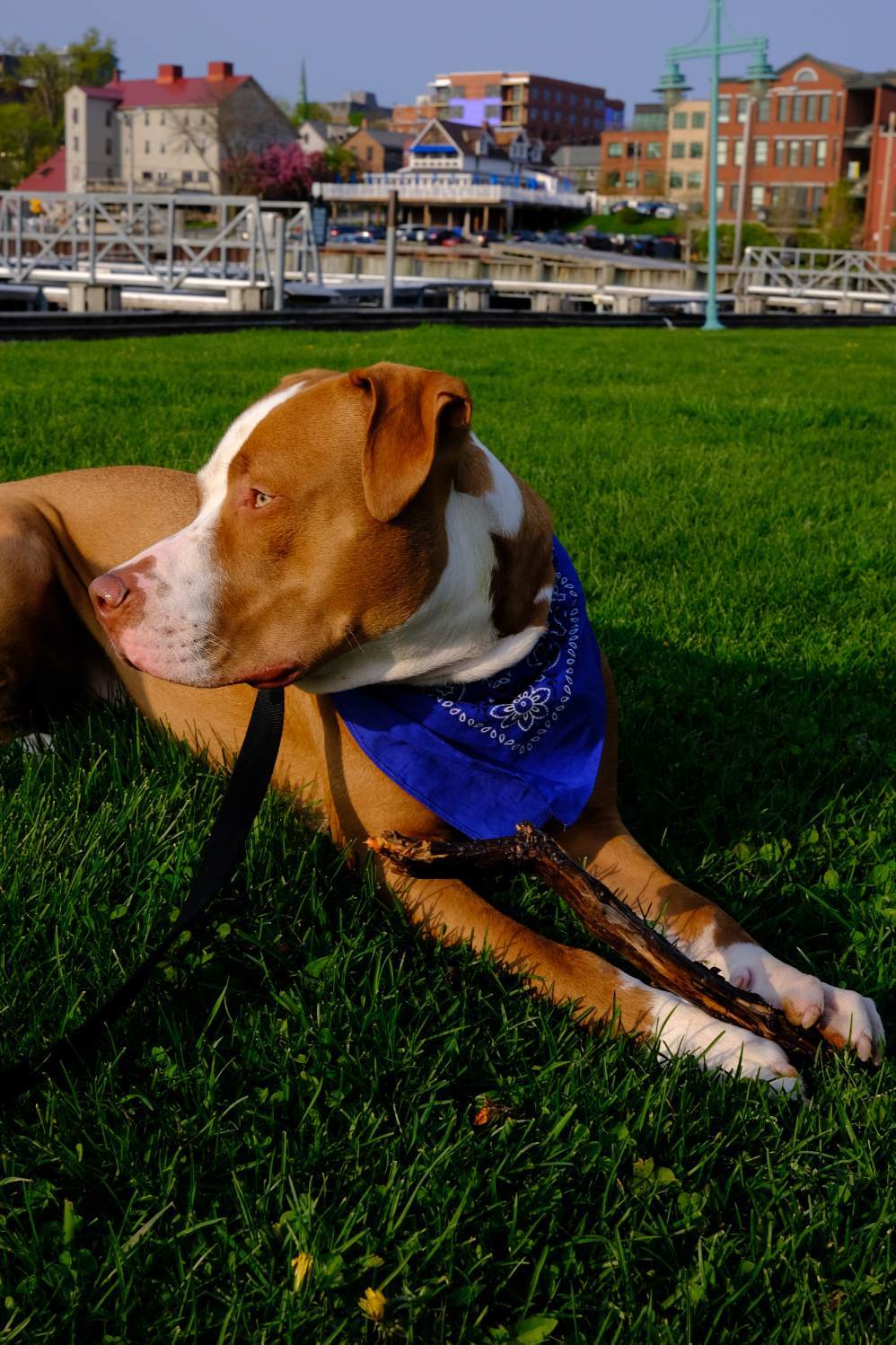 Blue -- Courtesy Post, an adoptable Pit Bull Terrier in Montpelier, VT, 05602 | Photo Image 2