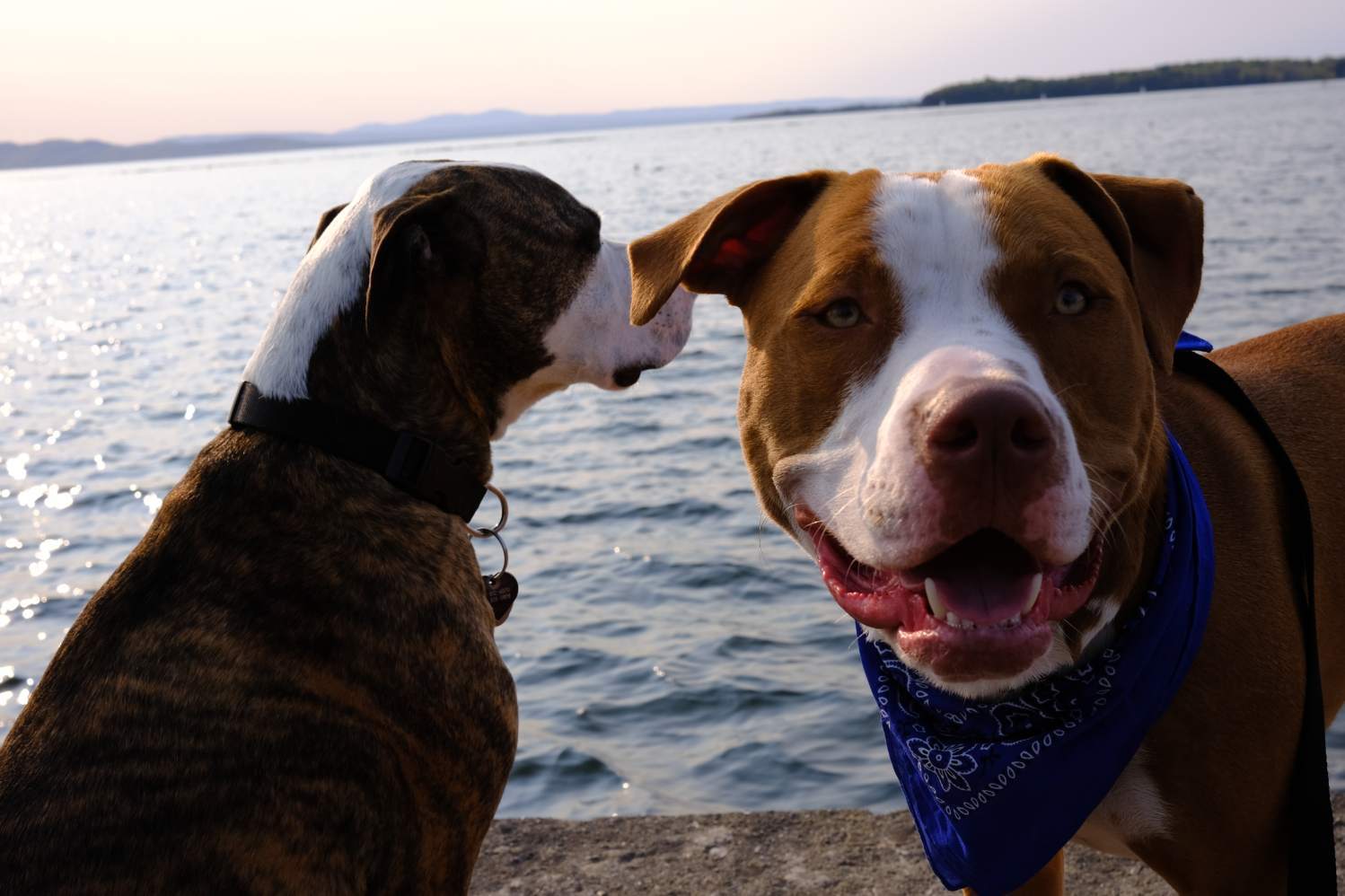 Blue -- Courtesy Post, an adoptable Pit Bull Terrier in Montpelier, VT, 05602 | Photo Image 3