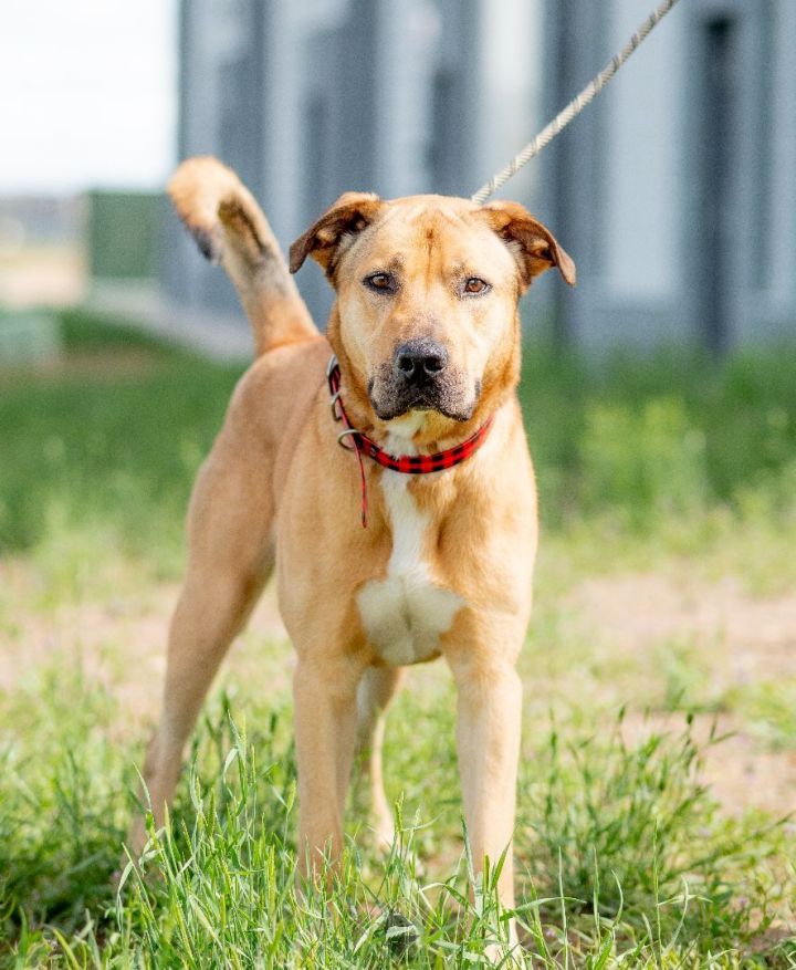 Dante, an adoptable Black Mouth Cur Mix in Frederick, CO_image-5