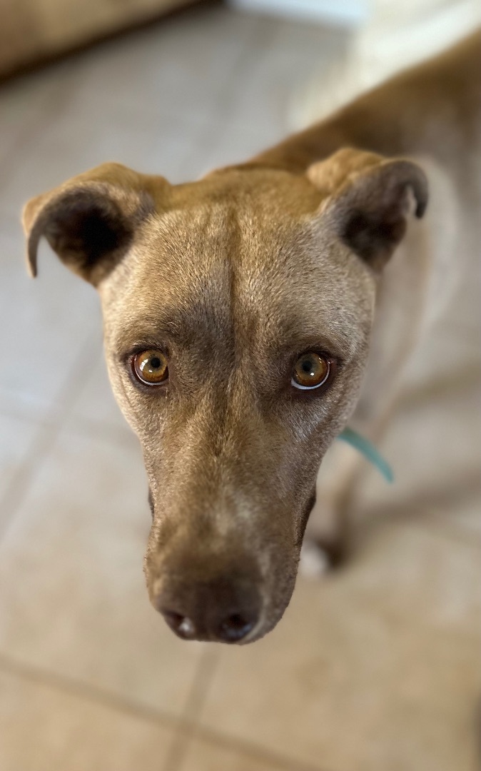 Chocolate lab best sale ridgeback mix