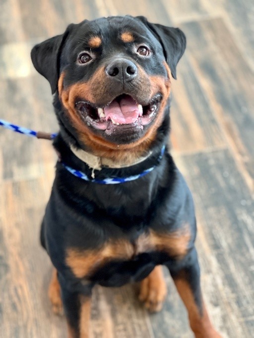 Rosco 1