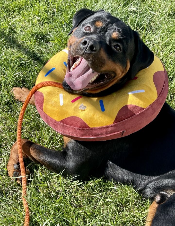 Rosco, an adoptable Rottweiler in Lincoln, NE_image-2