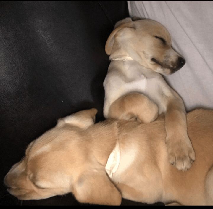 Vanilla, an adopted Beagle & Yellow Labrador Retriever Mix in Owensboro, KY_image-3
