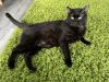 Kosher (FIV+)