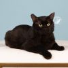 Kosher (FIV+)