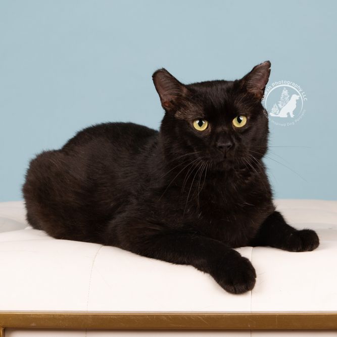 Kosher (FIV+)