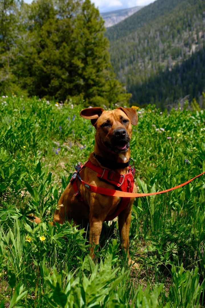 Bella, an adoptable Mixed Breed in Jackson, WY_image-5