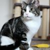 Jack Frost & Sunkist (Bonded Pair, FIV+)