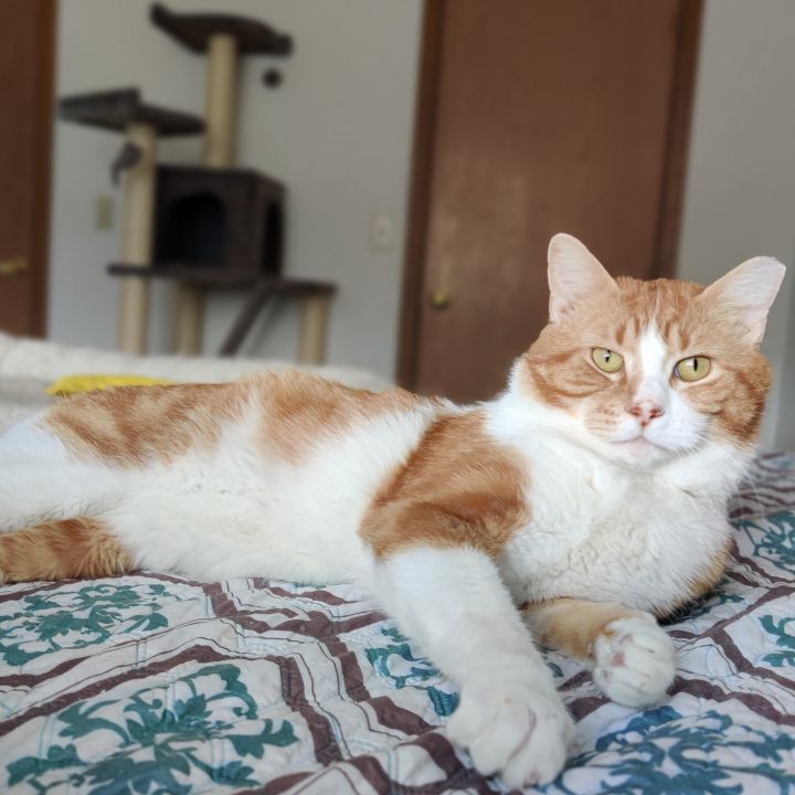 Jack Frost & Sunkist (Bonded Pair, FIV+) 5