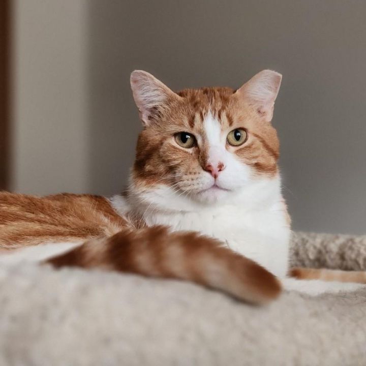Jack Frost & Sunkist (Bonded Pair, FIV+) 6