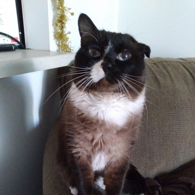 Kiki - Pending Adoption