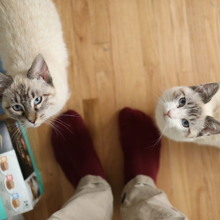 Shrimp & Squid (Bonded Pair) - No Longer Accepting Applications 2