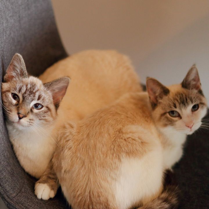 Shrimp & Squid (Bonded Pair) - No Longer Accepting Applications, an adoptable Domestic Short Hair Mix in Minneapolis, MN_image-3
